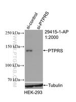 PTPRS Antibody in Western Blot (WB)