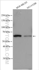 FUT8 Antibody in Western Blot (WB)