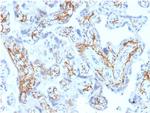 Glutathione S-Transferase Mu1 (GSTM1) Antibody in Immunohistochemistry (Paraffin) (IHC (P))