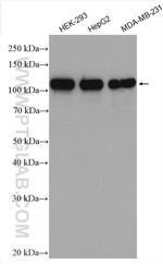 YTHDC1 Antibody in Western Blot (WB)