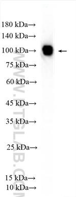 YTHDC1 Antibody in Western Blot (WB)