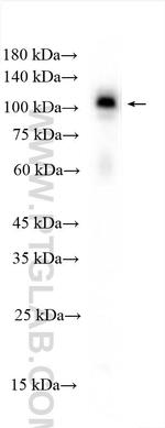 YTHDC1 Antibody in Western Blot (WB)