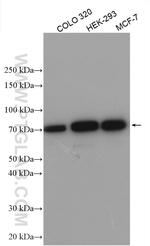 ATG16L1 Antibody in Western Blot (WB)