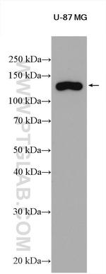 SNF2L Antibody in Western Blot (WB)