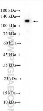 SNF2L Antibody in Western Blot (WB)