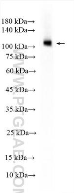 SNF2L Antibody in Western Blot (WB)