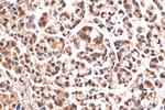 PHF8 Antibody in Immunohistochemistry (Paraffin) (IHC (P))