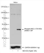 Phospho-MCL1 (Thr163) Antibody in Western Blot (WB)