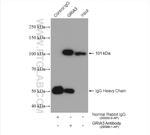 GRIA3 Antibody in Immunoprecipitation (IP)