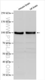 GRIA3 Antibody in Western Blot (WB)