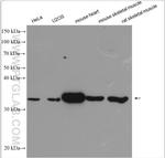 NDUFA9 Antibody in Western Blot (WB)