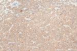 GGPS1 Antibody in Immunohistochemistry (Paraffin) (IHC (P))