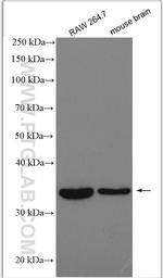 GGPS1 Antibody in Western Blot (WB)