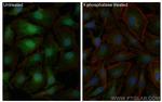 Phospho-Cofilin (Ser3) Antibody in Immunocytochemistry (ICC/IF)