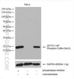 Phospho-Cofilin (Ser3) Antibody in Western Blot (WB)