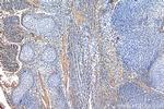 SHH Antibody in Immunohistochemistry (Paraffin) (IHC (P))