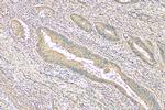 FMNL3 Antibody in Immunohistochemistry (Paraffin) (IHC (P))