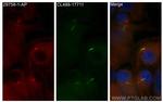 DYNC2H1 Antibody in Immunocytochemistry (ICC/IF)