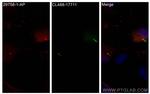 DYNC2H1 Antibody in Immunocytochemistry (ICC/IF)