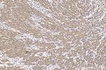 DYNC2H1 Antibody in Immunohistochemistry (Paraffin) (IHC (P))