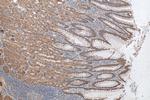 NHE1 Antibody in Immunohistochemistry (Paraffin) (IHC (P))