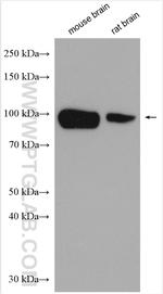 NHE1 Antibody in Western Blot (WB)