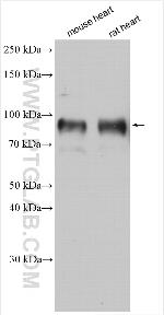 NHE1 Antibody in Western Blot (WB)