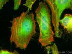 EBP50/NHERF-1 Antibody in Immunocytochemistry (ICC/IF)