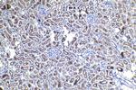 EBP50/NHERF-1 Antibody in Immunohistochemistry (Paraffin) (IHC (P))