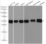 EBP50/NHERF-1 Antibody in Western Blot (WB)