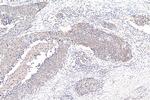 Claudin 7 Antibody in Immunohistochemistry (Paraffin) (IHC (P))