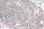 Claudin 7 Antibody in Immunohistochemistry (Paraffin) (IHC (P))