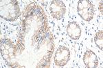 Claudin 7 Antibody in Immunohistochemistry (Paraffin) (IHC (P))