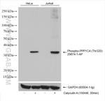 Phospho-PPP1CA (Thr320) Antibody in Western Blot (WB)