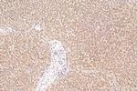 MGC33407/ACTL9 Antibody in Immunohistochemistry (Paraffin) (IHC (P))