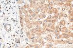 MGC33407/ACTL9 Antibody in Immunohistochemistry (Paraffin) (IHC (P))