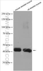 MGC33407/ACTL9 Antibody in Western Blot (WB)