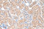 Hamartin/TSC1 Antibody in Immunohistochemistry (Paraffin) (IHC (P))