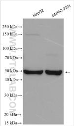 GALR2 Antibody in Western Blot (WB)