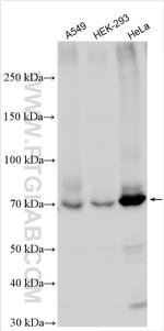 Kindlin 2 Antibody in Western Blot (WB)