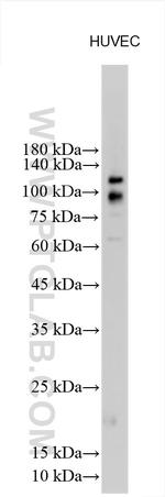 ADAM17 Antibody in Western Blot (WB)