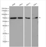 cGAS Antibody in Western Blot (WB)