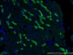 Uromodulin Antibody in Immunohistochemistry (PFA fixed) (IHC (PFA))