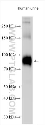 Uromodulin Antibody in Western Blot (WB)