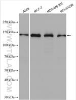 KDM4A Antibody in Western Blot (WB)