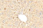 GAA Antibody in Immunohistochemistry (Paraffin) (IHC (P))