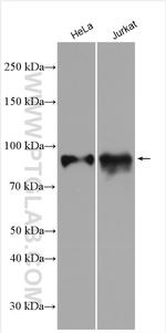 MBD1 Antibody in Western Blot (WB)