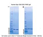 Human Apo-SAA Protein in Functional Assay (FN)