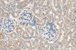 IDUA Antibody in Immunohistochemistry (Paraffin) (IHC (P))