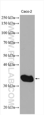 PSME3 Antibody in Western Blot (WB)